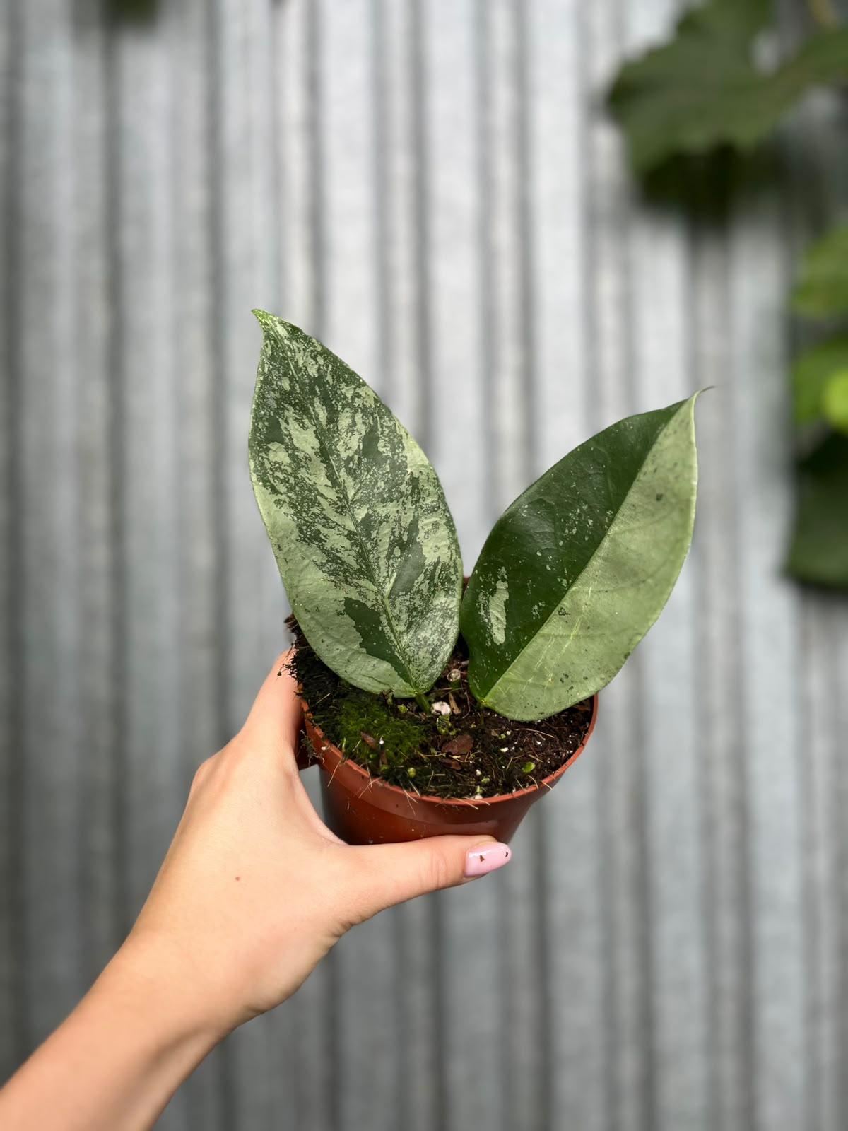 Hoya Coriacea Silver