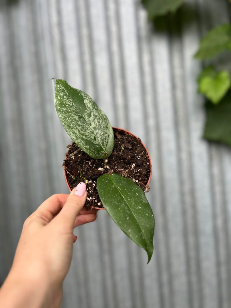 Hoya Coriacea Silver