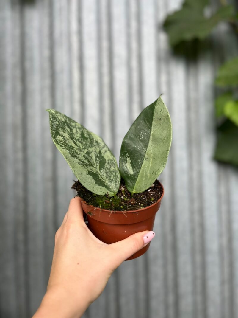 Hoya Coriacea Silver