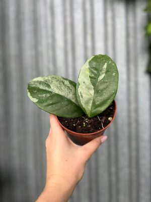 Hoya Coriacea Silver