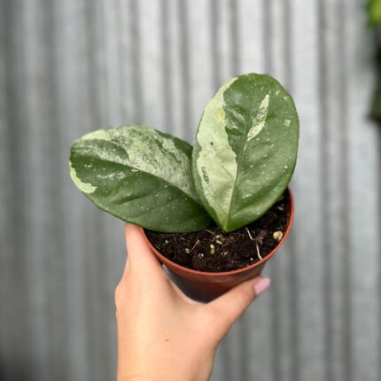 Hoya Coriacea Silver