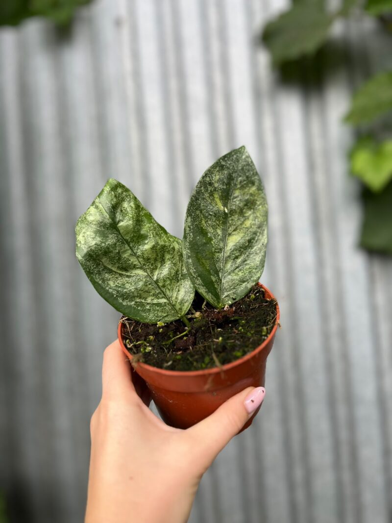 Hoya Coriacea Silver