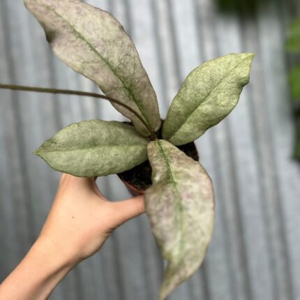 Hoya Mitrata Silver