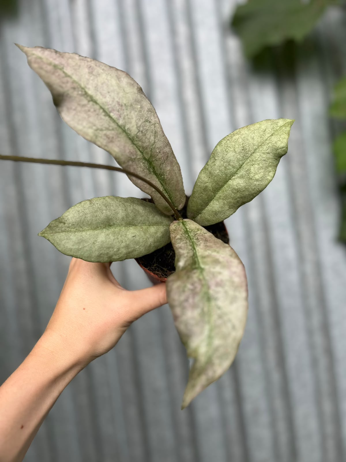Hoya Mitrata Silver