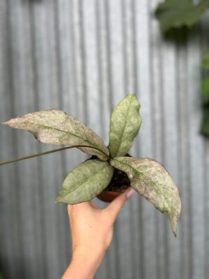 Hoya Mitrata Silver