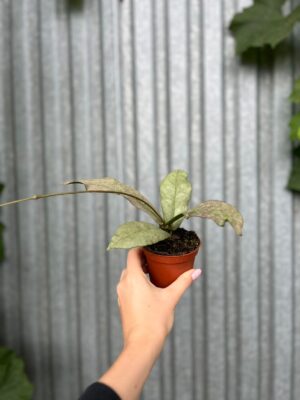 Hoya Mitrata Silver