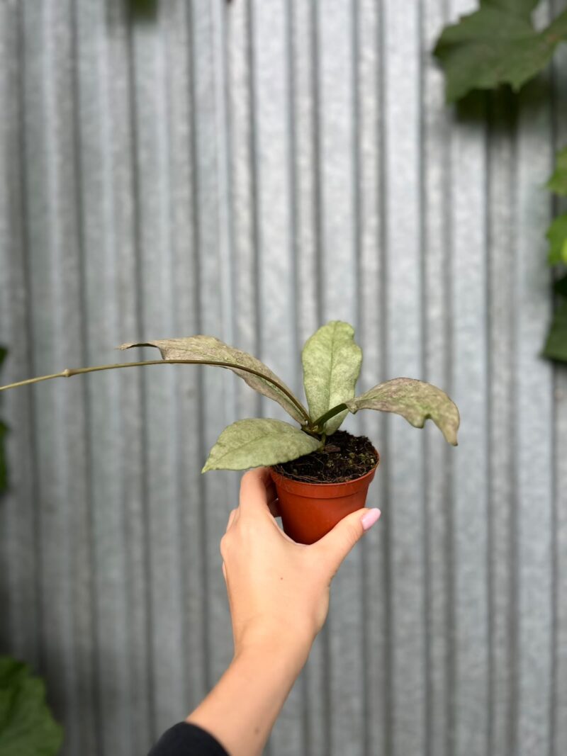 Hoya Mitrata Silver