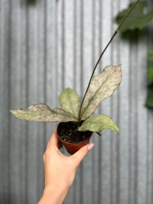 Hoya Mitrata Silver