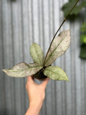 Hoya Mitrata Silver