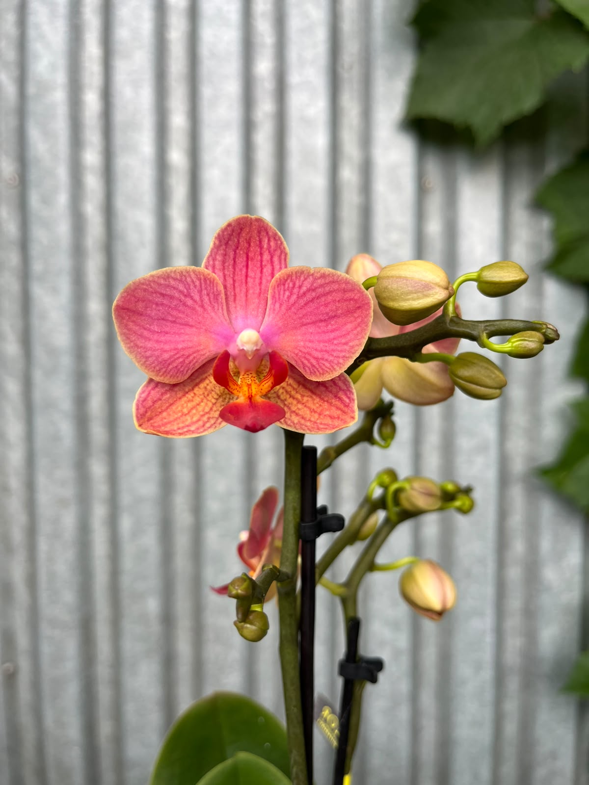 Phalaenopsis Gwen | Storczyk