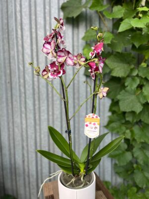 Phalaenopsis Fuller’s F3865 BS hybryda | Storczyk