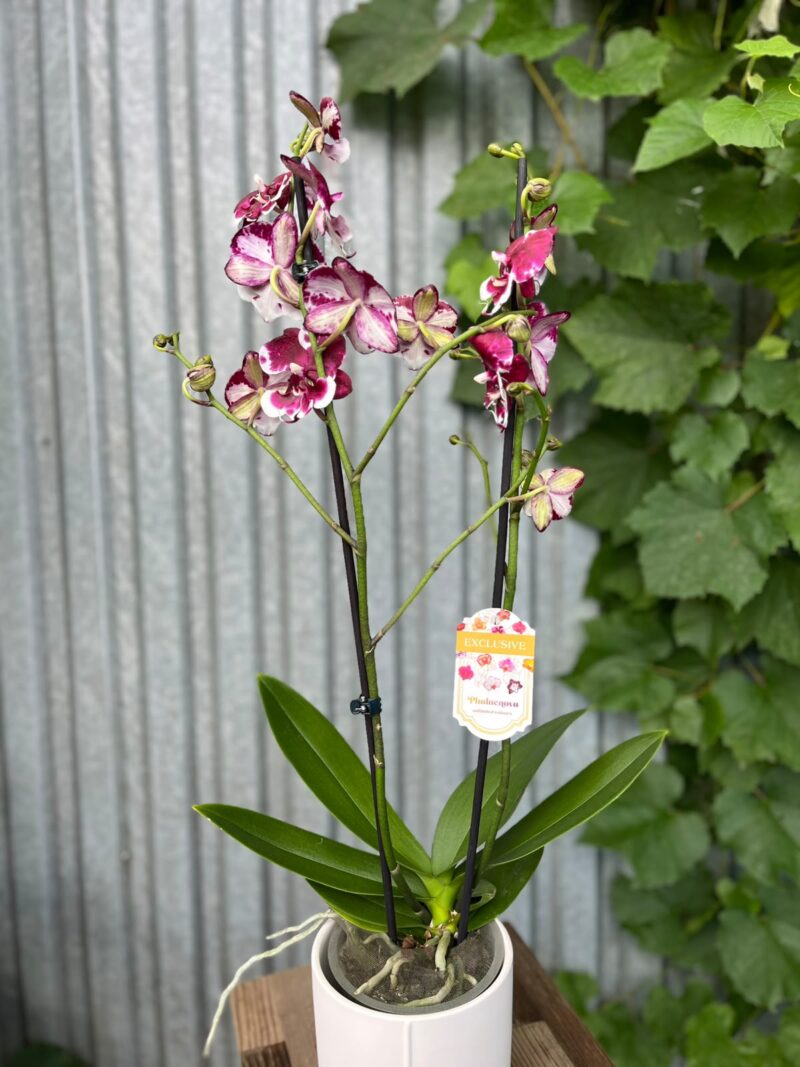 Phalaenopsis Fuller’s F3865 BS hybryda | Storczyk