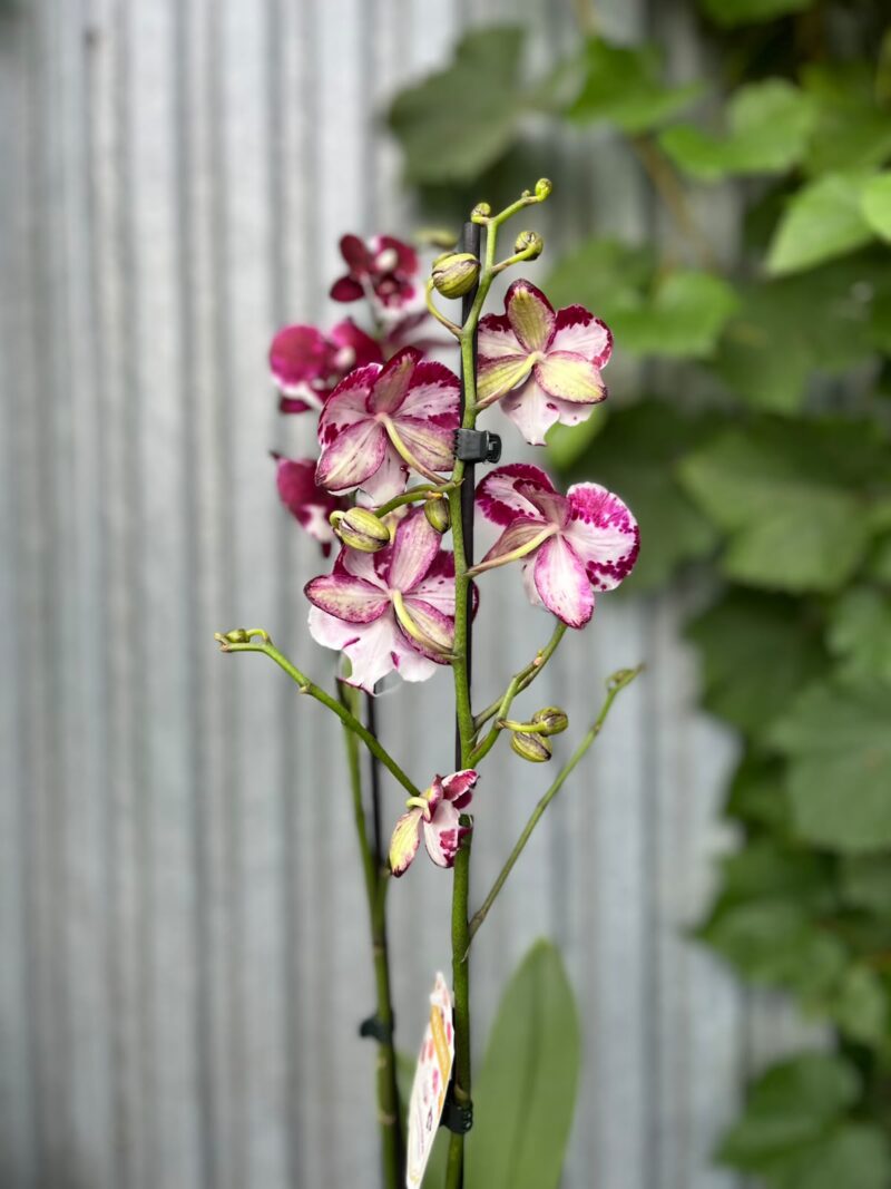 Phalaenopsis Fuller’s F3865 BS hybryda | Storczyk