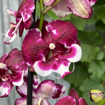 Phalaenopsis Fuller’s F3865 BS hybryda | Storczyk