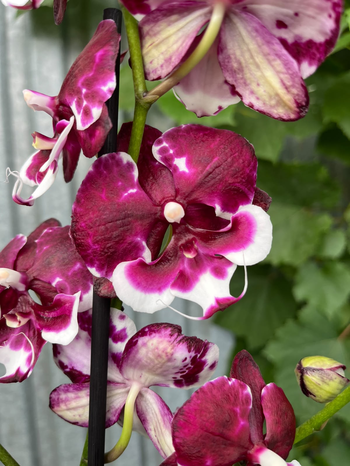 Phalaenopsis Fuller's F3865 BS hybryda | Storczyk