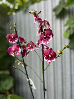 Phalaenopsis Fuller’s F3865 BS hybryda | Storczyk
