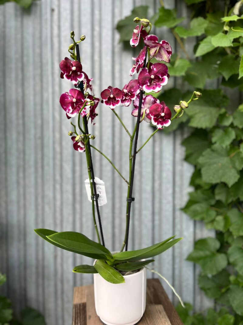 Phalaenopsis Fuller’s F3865 BS hybryda | Storczyk