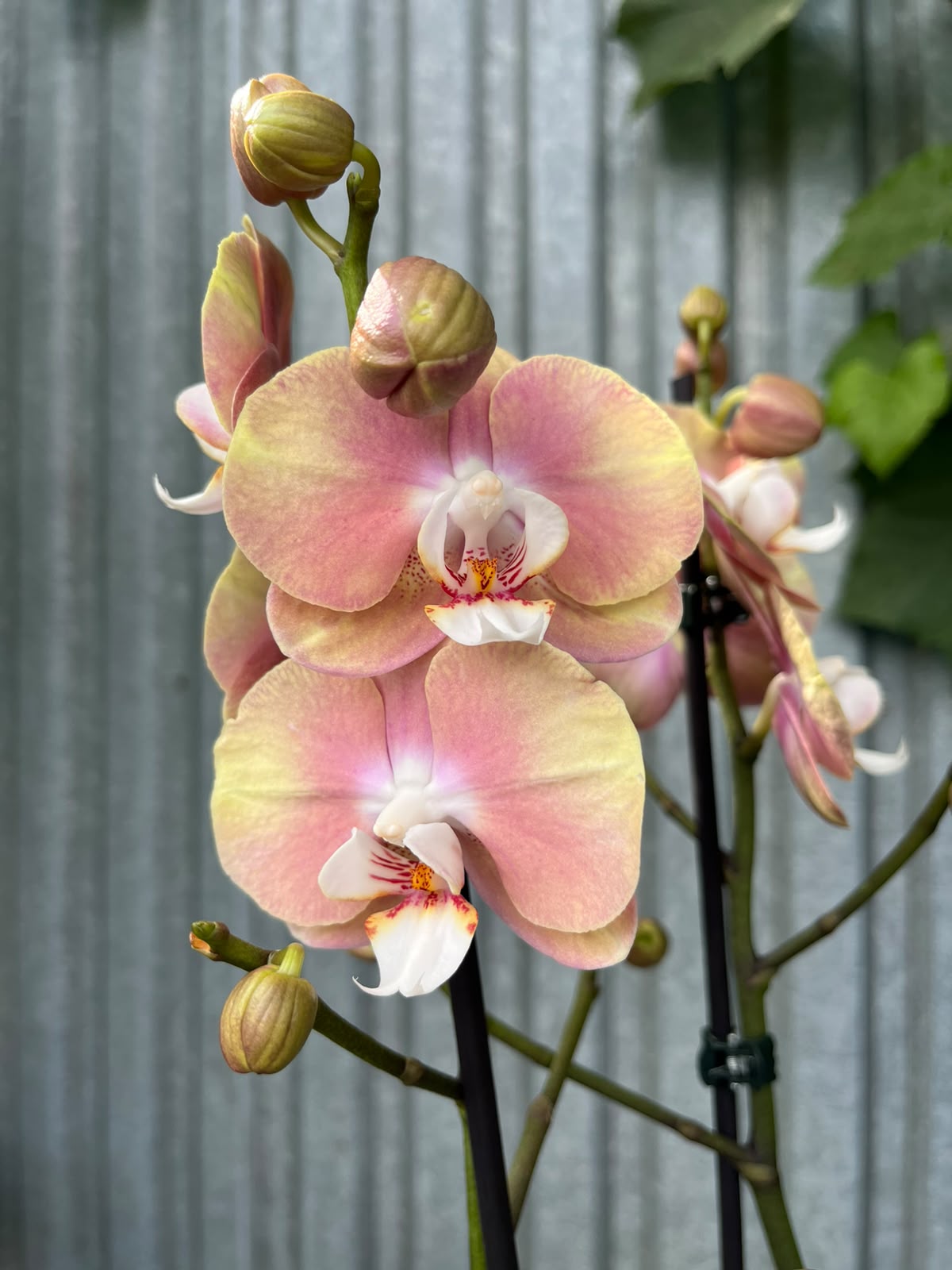 Phalaenopsis Pumpkin | Storczyk