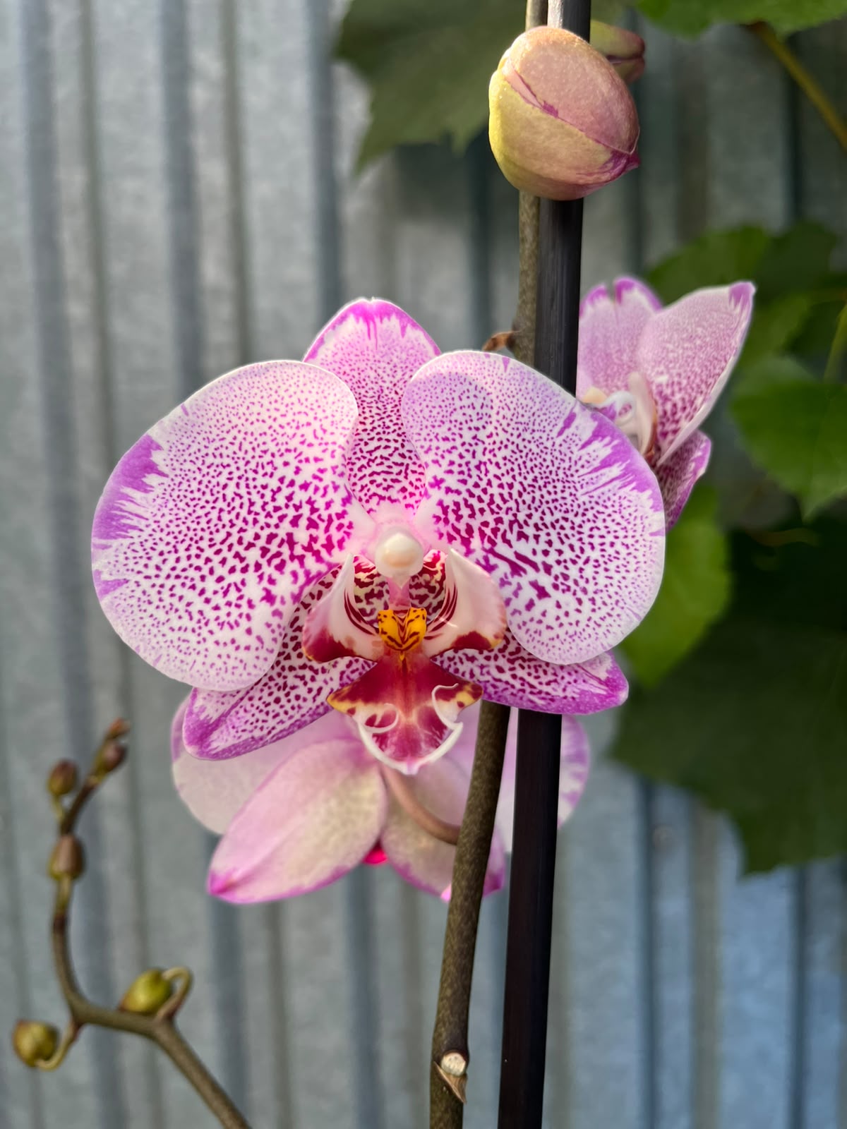 Phalaenopsis Jilion hybryda | Storczyk
