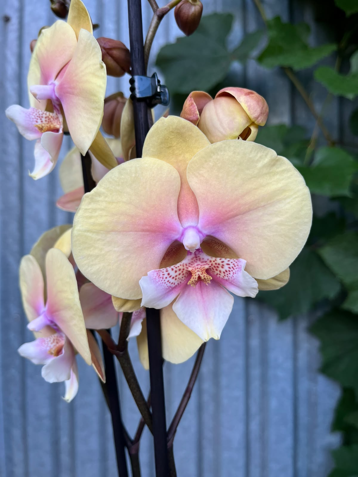 Phalaenopsis Pastello Kiss hybryda | Storczyk