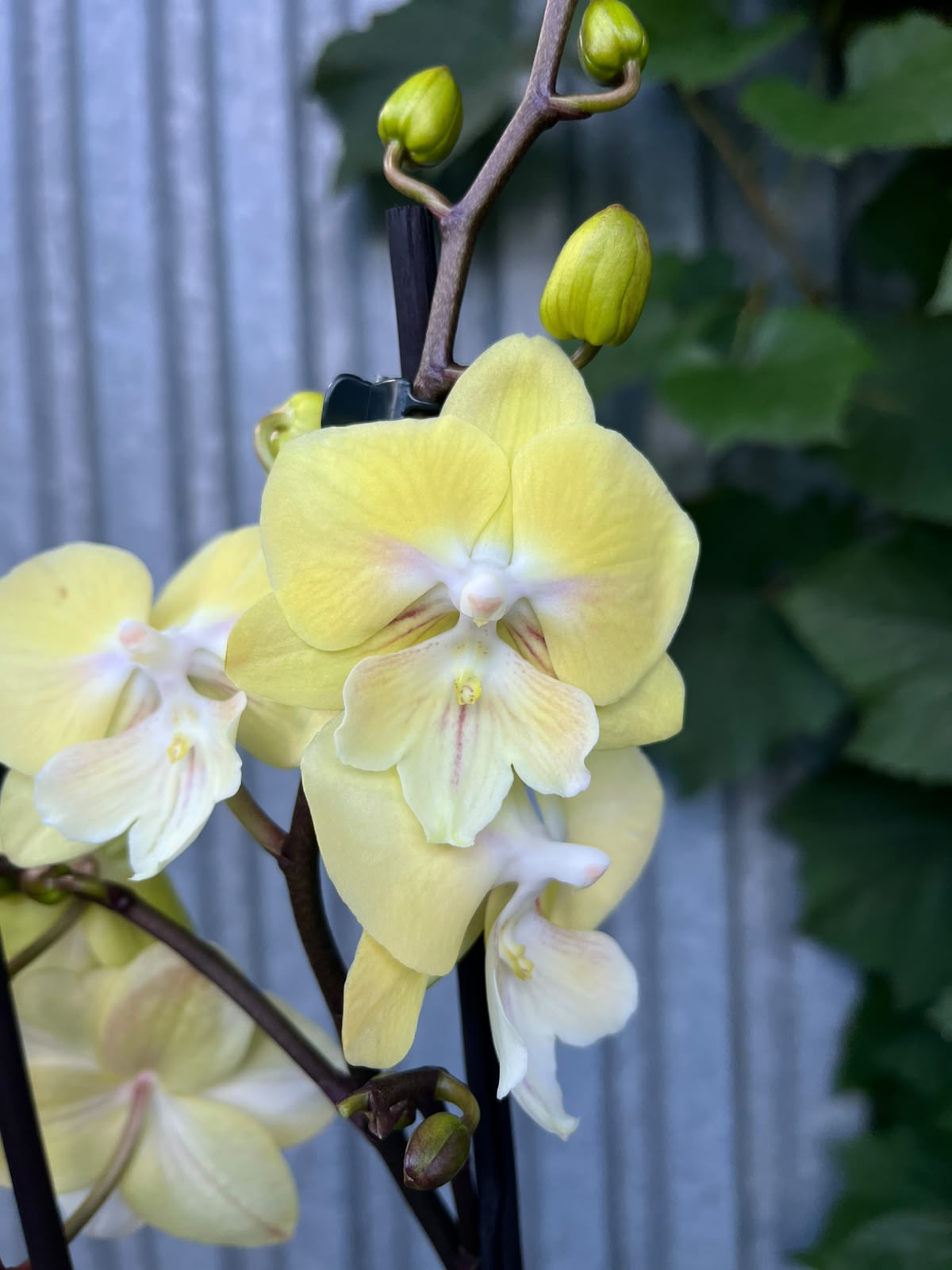 Phalaenopsis Moon Rabbit Big Lip | Storczyk