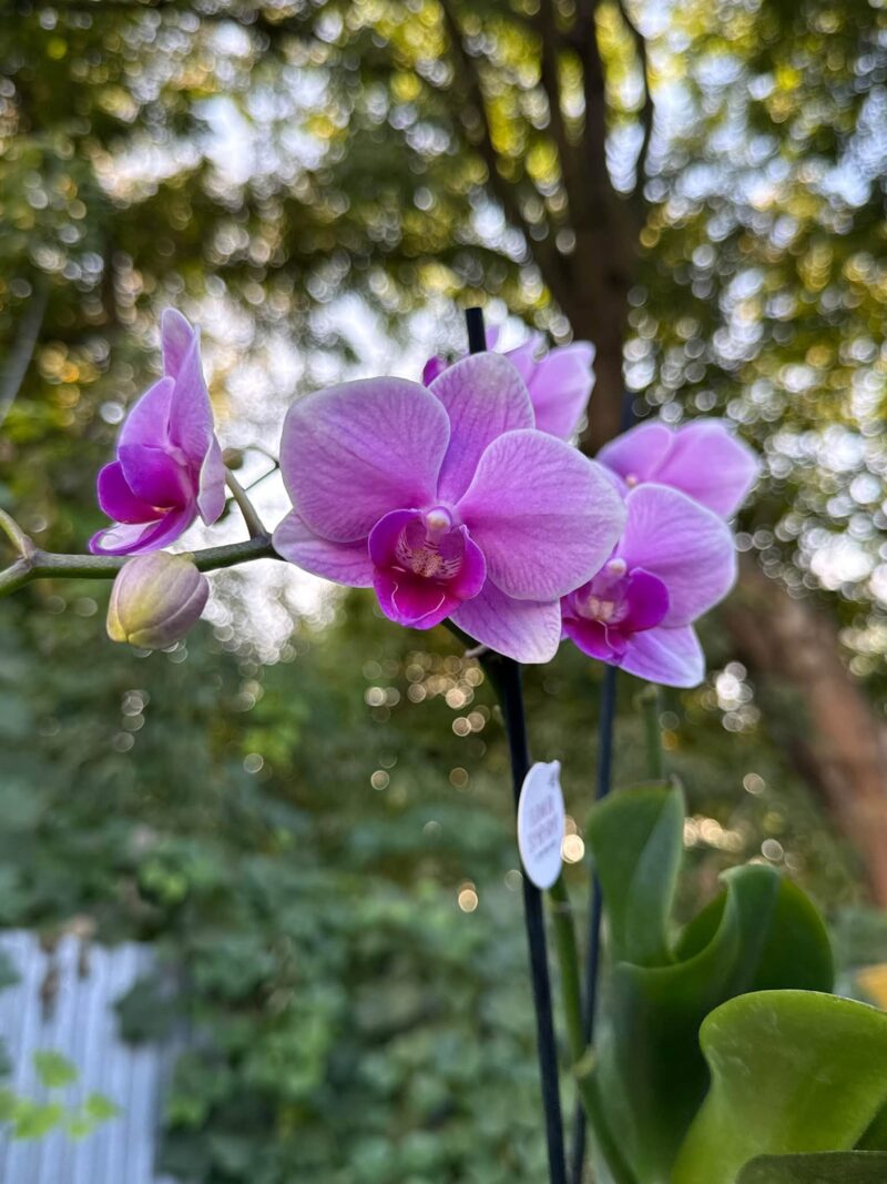Phalaenopsis Lindau | Storczyk