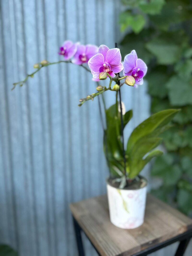 Phalaenopsis Lindau | Storczyk