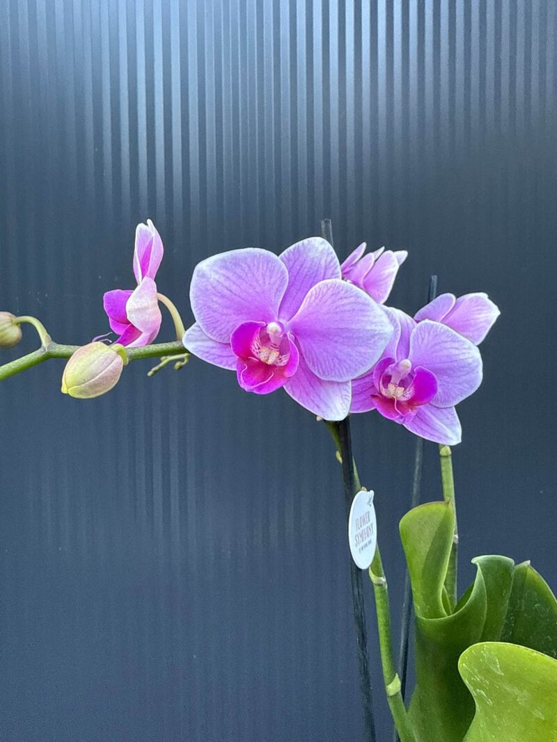 Phalaenopsis Lindau | Storczyk