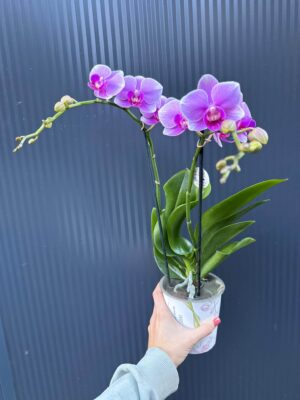 Phalaenopsis Lindau | Storczyk