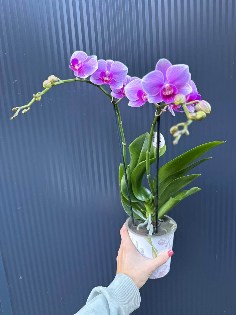 Phalaenopsis Lindau | Storczyk