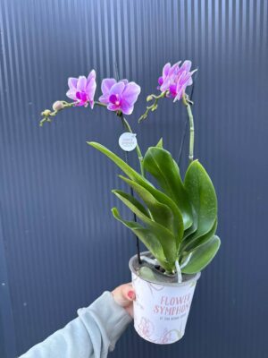 Phalaenopsis Lindau | Storczyk