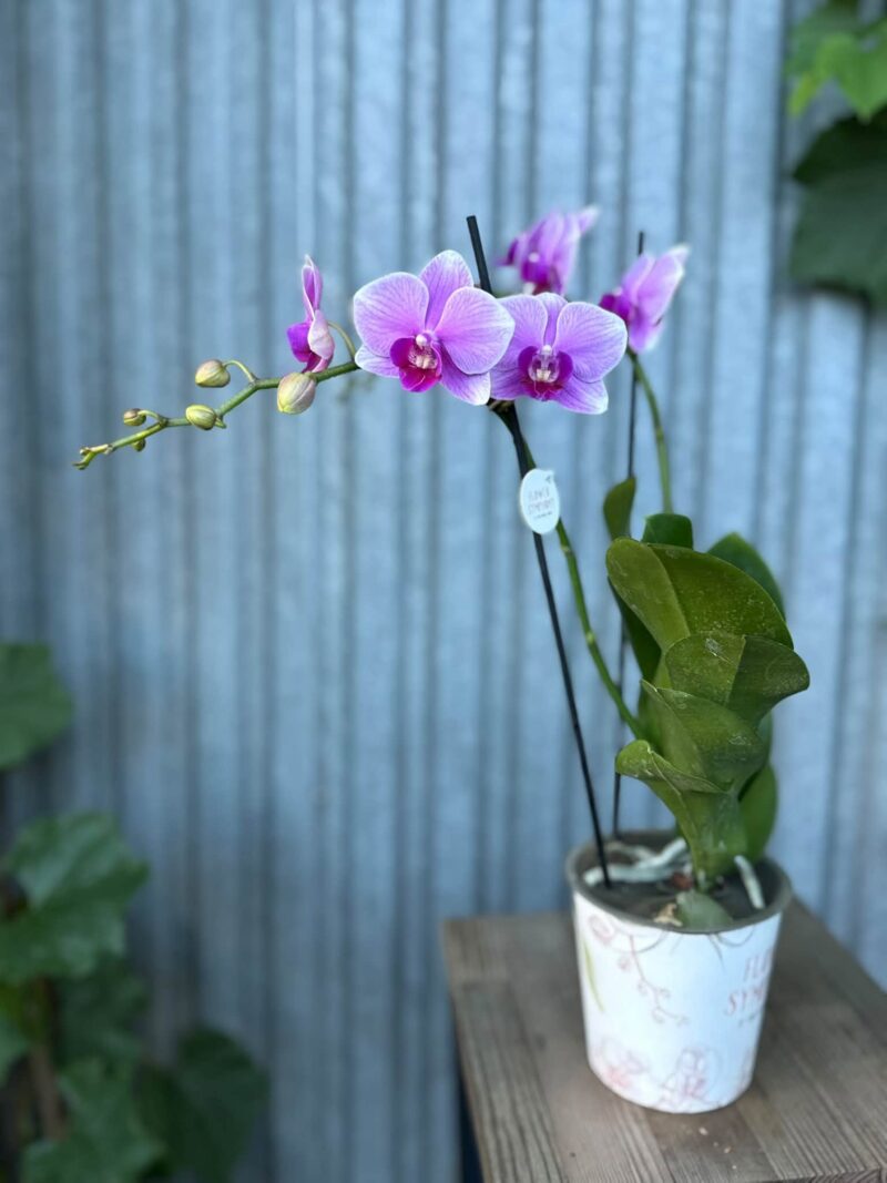 Phalaenopsis Lindau | Storczyk