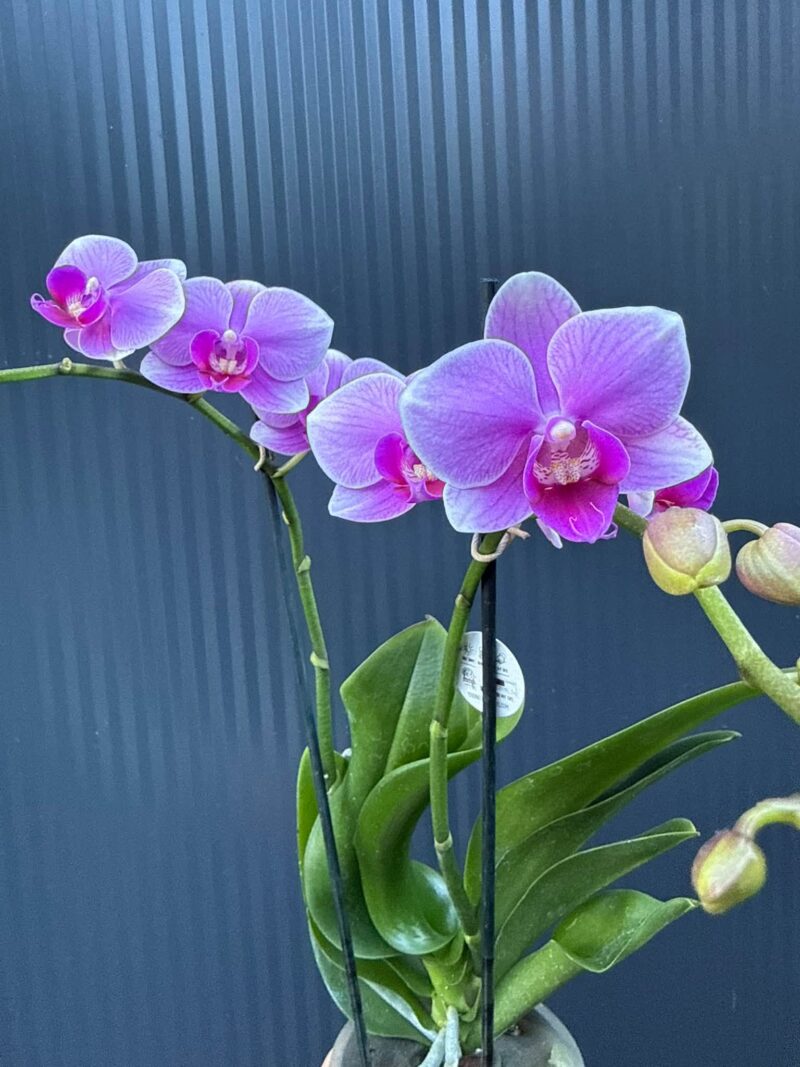 Phalaenopsis Lindau | Storczyk