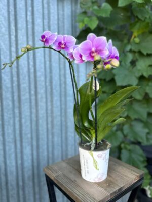 Phalaenopsis Lindau | Storczyk