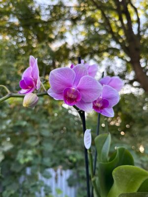 Phalaenopsis Lindau | Storczyk