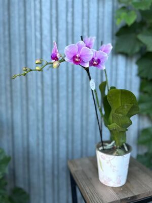 Phalaenopsis Lindau | Storczyk