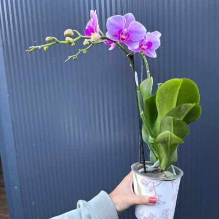 Phalaenopsis Lindau | Storczyk