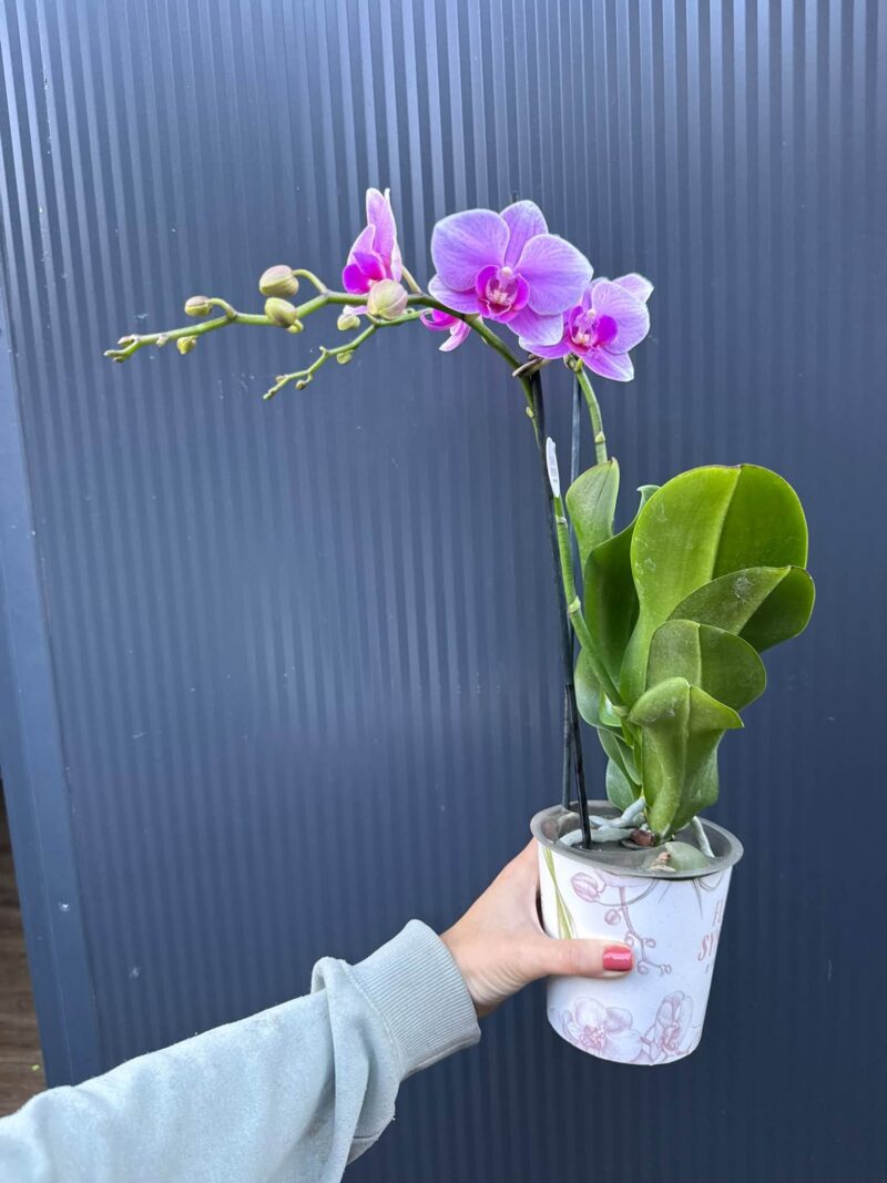 Phalaenopsis Lindau | Storczyk
