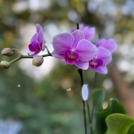 Phalaenopsis Lindau | Storczyk