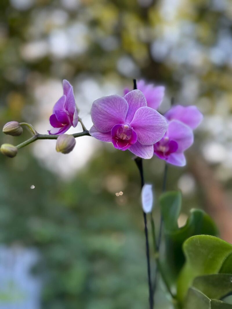 Phalaenopsis Lindau | Storczyk