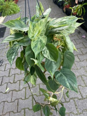 Philodendron Hederaceum Variegata