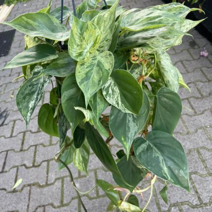 Philodendron Hederaceum Variegata