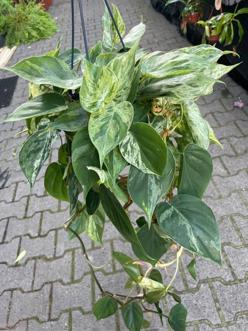 Philodendron Hederaceum Variegata