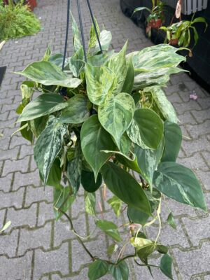 Philodendron Hederaceum Variegata