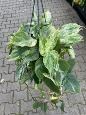 Philodendron Hederaceum Variegata