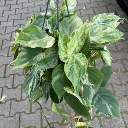 Philodendron Hederaceum Variegata