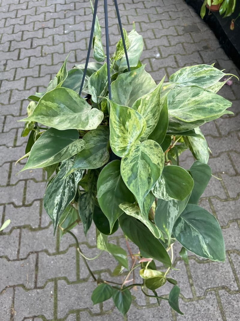Philodendron Hederaceum Variegata