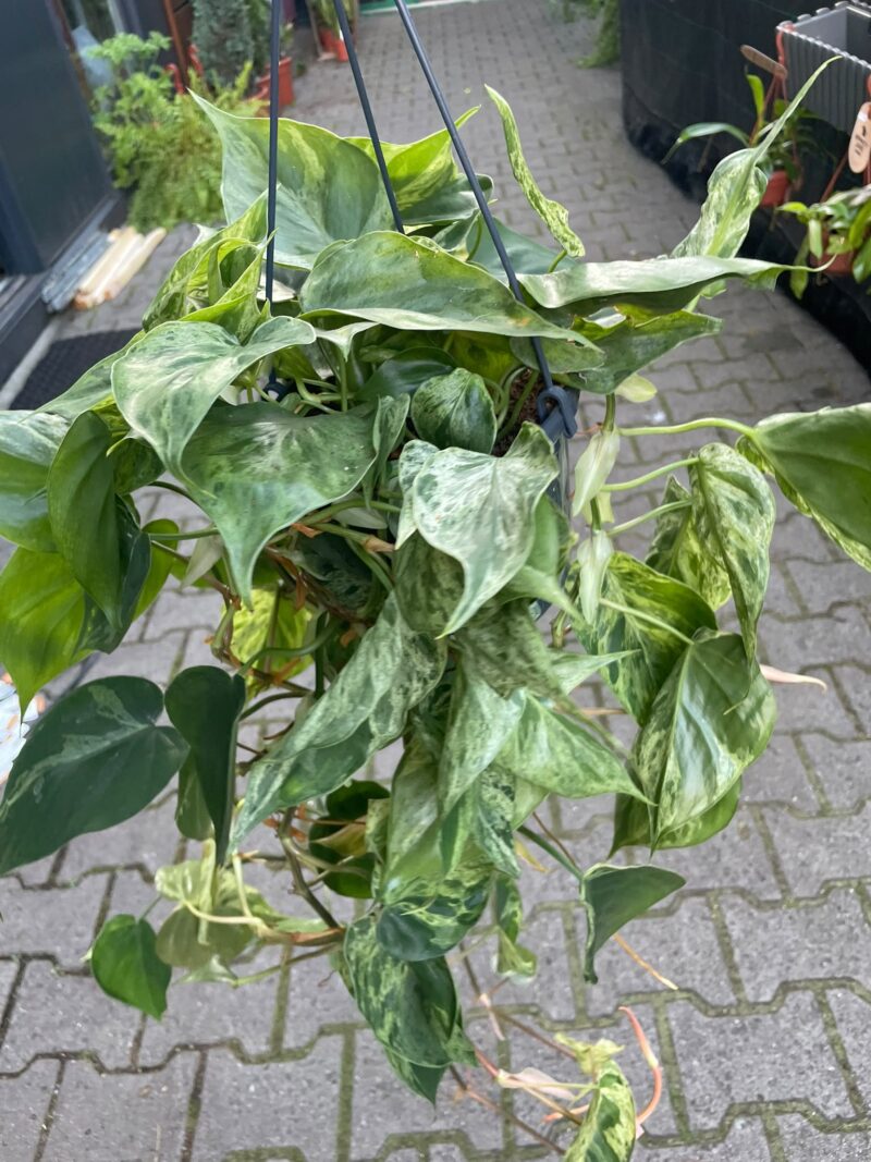 Philodendron Hederaceum Variegata