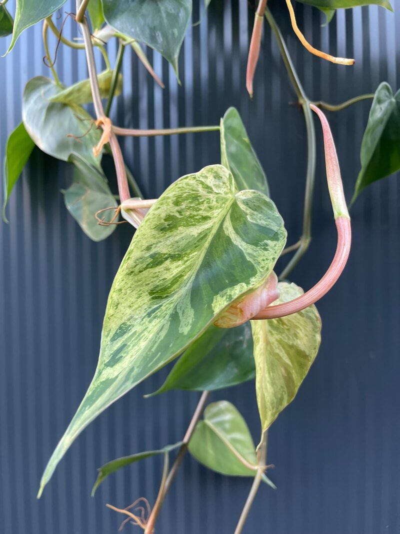 Philodendron Hederaceum Variegata