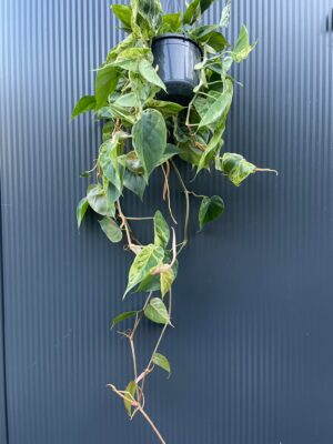 Philodendron Hederaceum Variegata